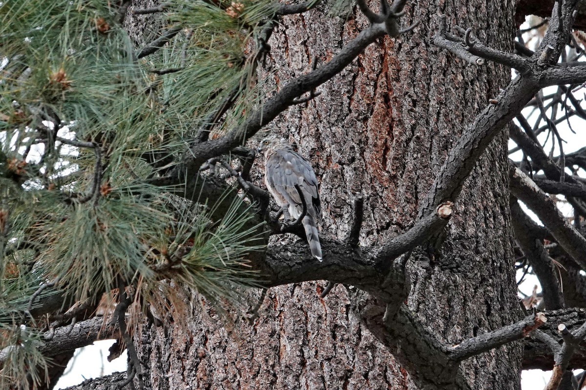 American Goshawk - ML641638119
