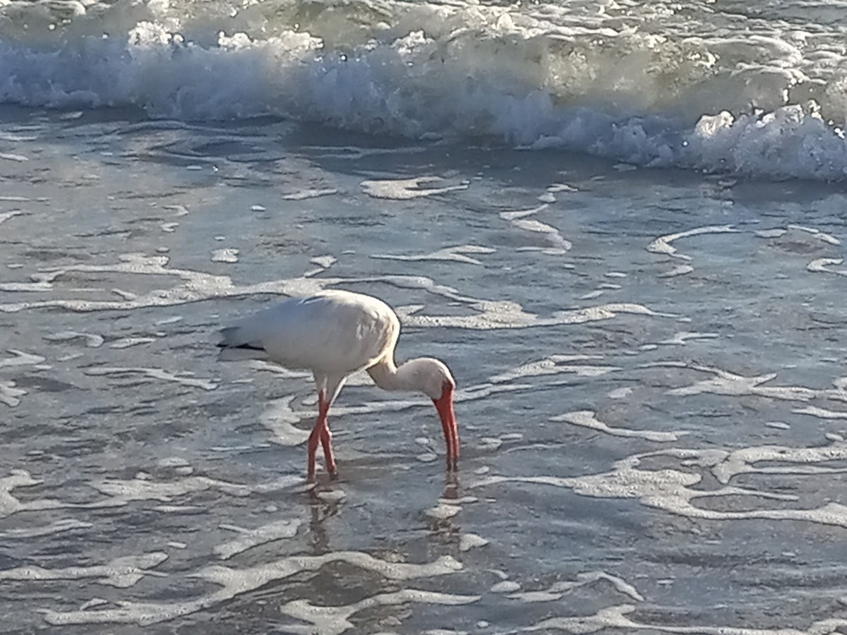 Ibis blanc - ML641638126