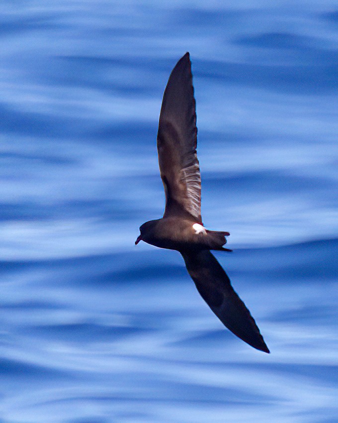 Townsend's Storm-Petrel - ML641638145