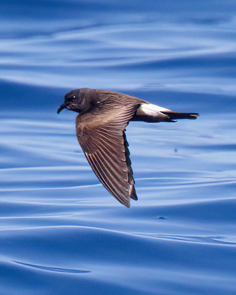 Townsend's Storm-Petrel - ML641638158