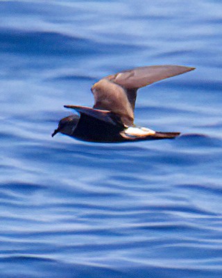 Townsend's Storm-Petrel - ML641638165