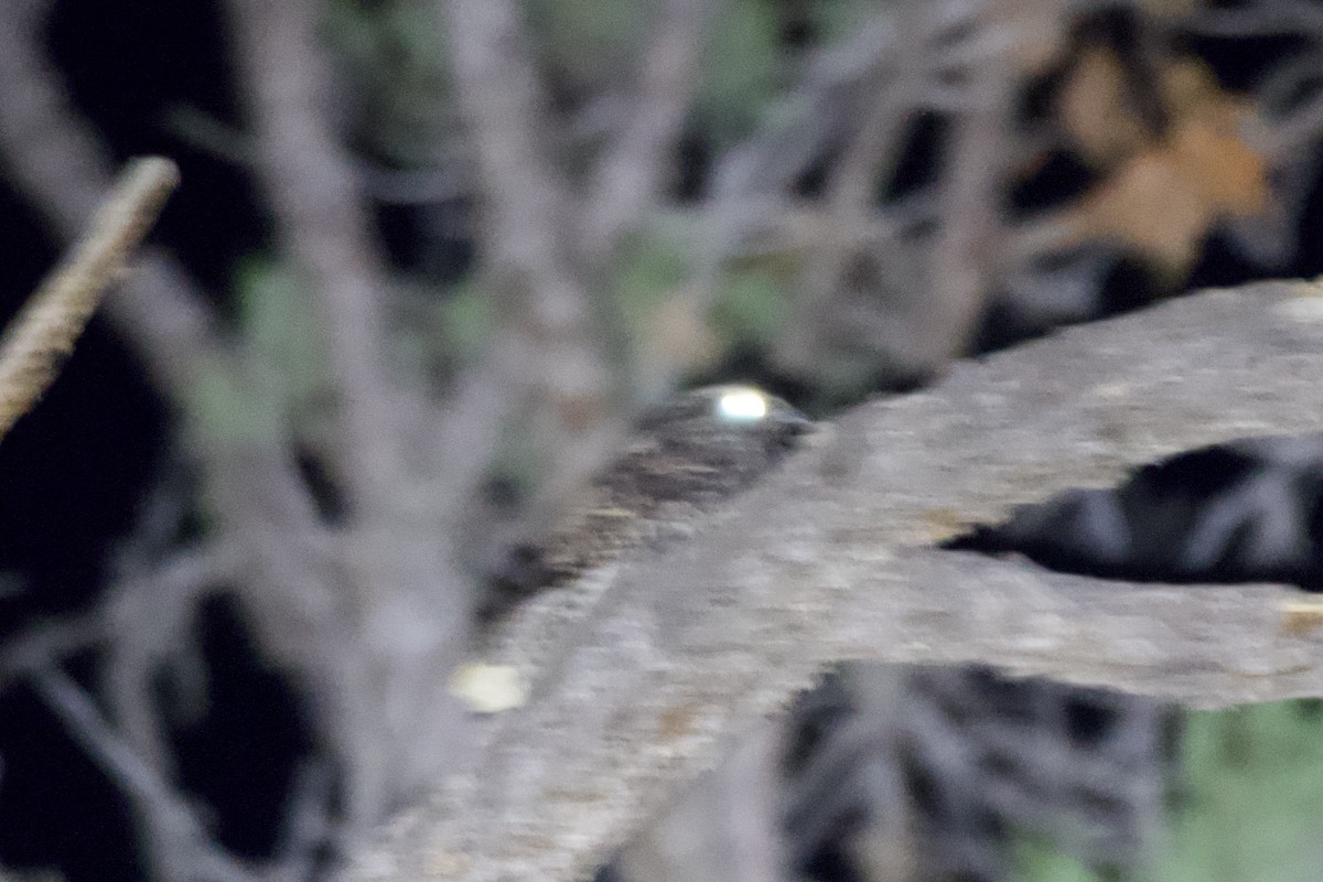 Mexican Whip-poor-will - ML641638215