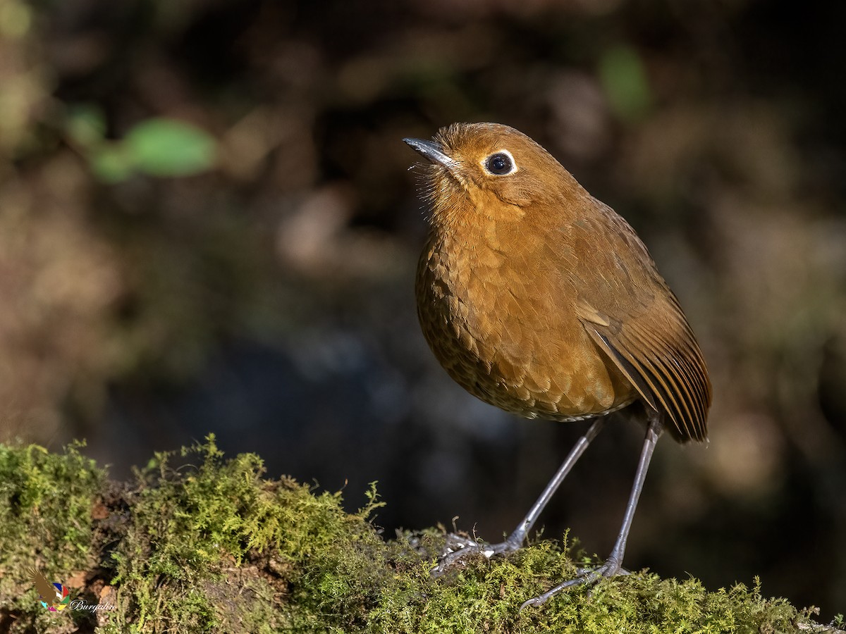 Urubamba Antpitta - ML641638220