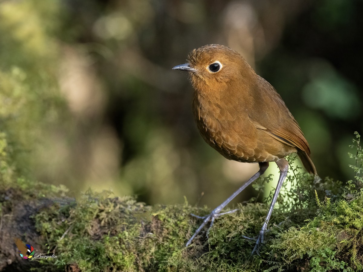 Urubamba Antpitta - ML641638221