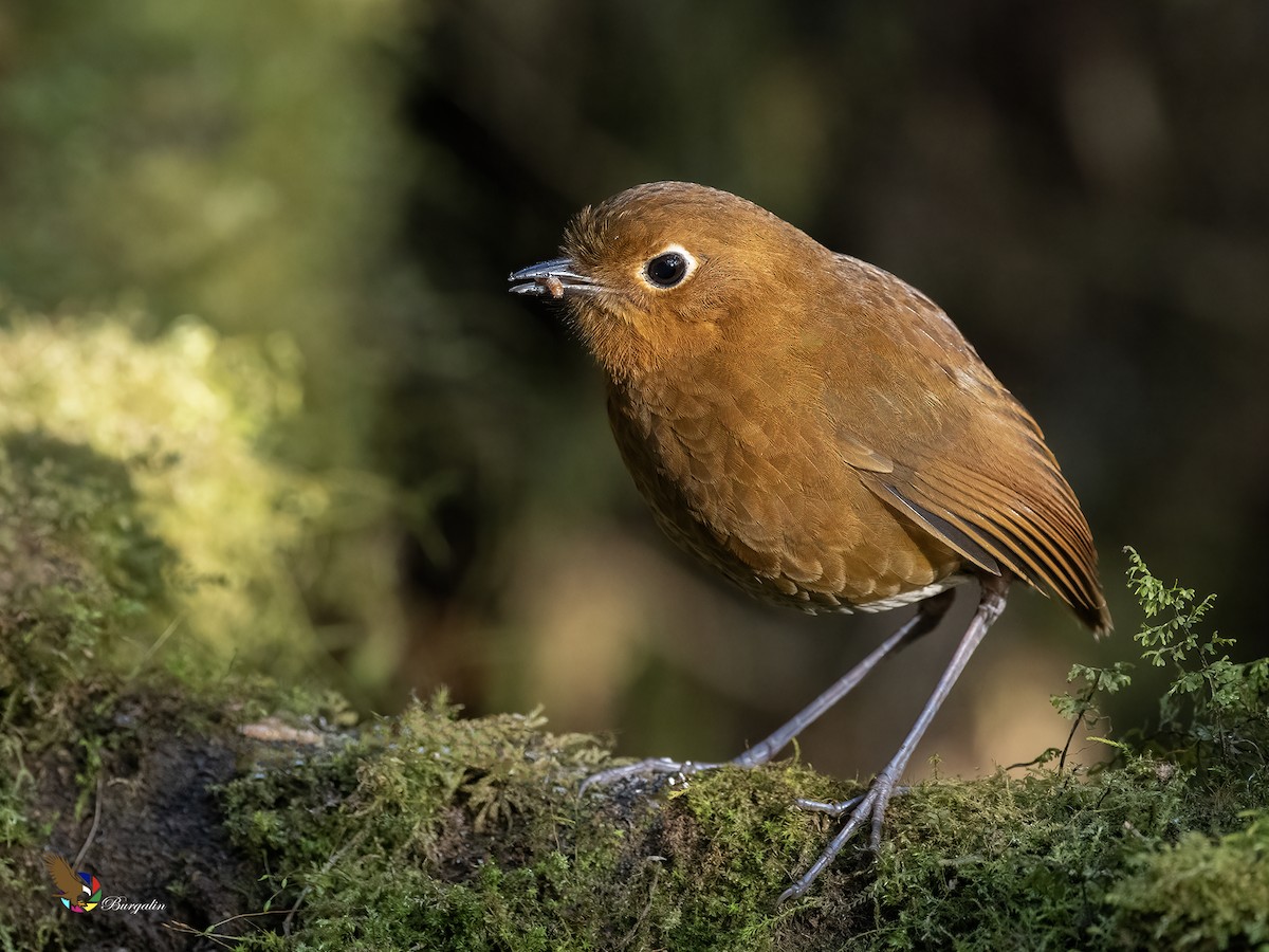 Urubamba Antpitta - ML641638222