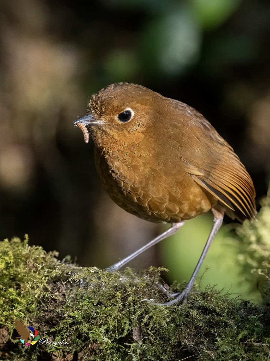 Urubamba Antpitta - ML641638223