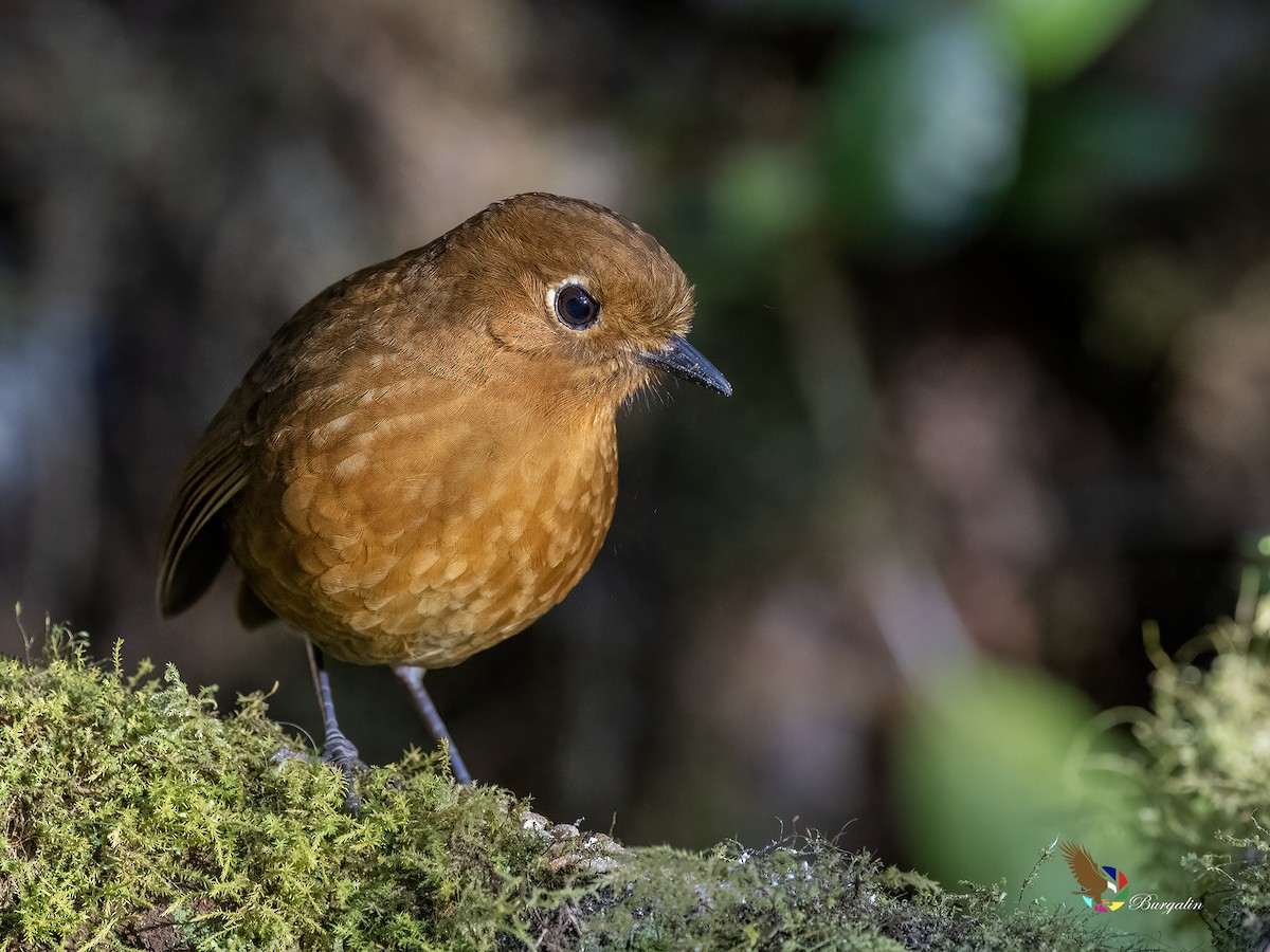 Urubamba Antpitta - ML641638225