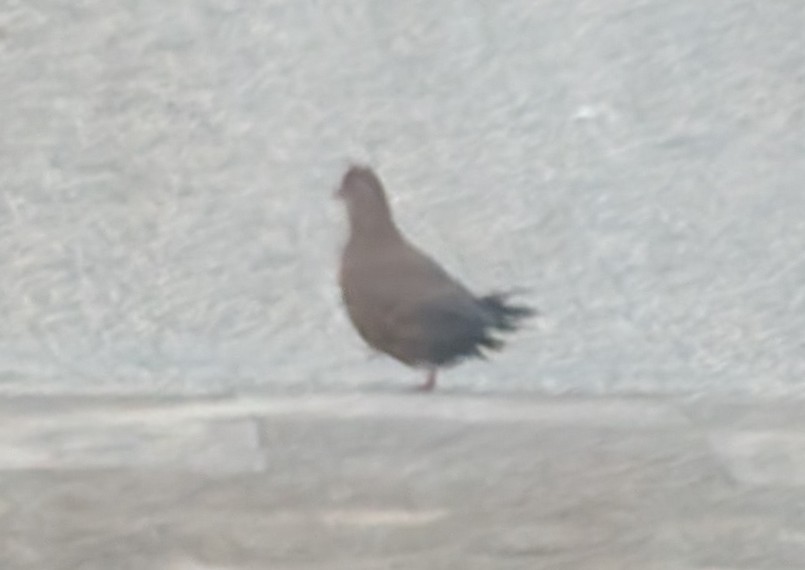 Stone Partridge (Stone) - ML641638276