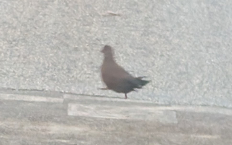 Stone Partridge (Stone) - ML641638277
