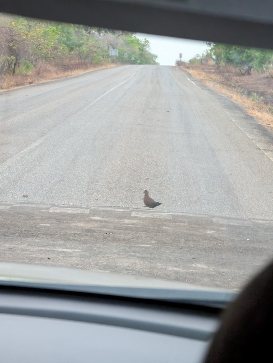 Stone Partridge (Stone) - ML641638278