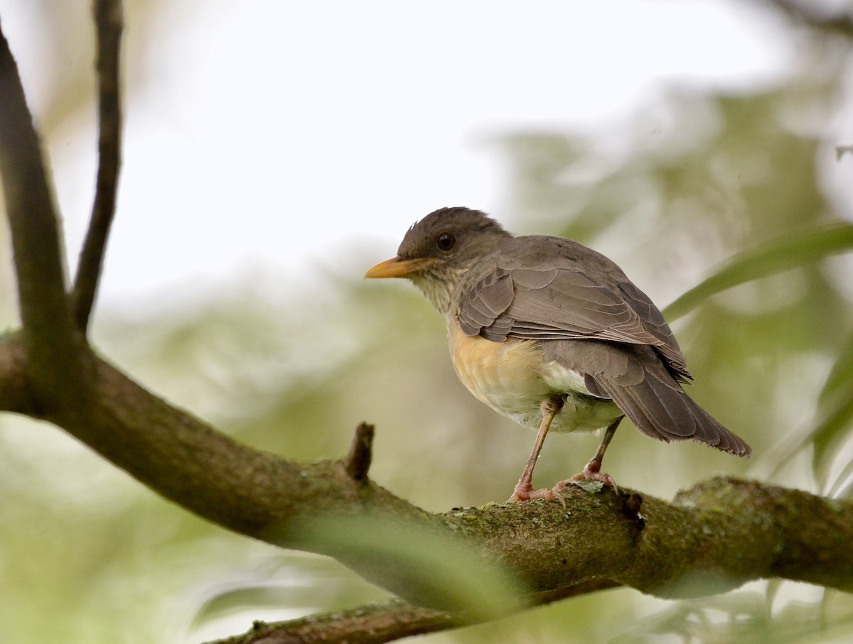 African Thrush - ML641638280