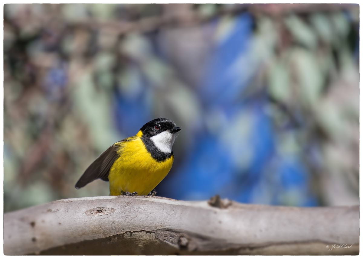 Golden Whistler (Eastern) - ML641638281