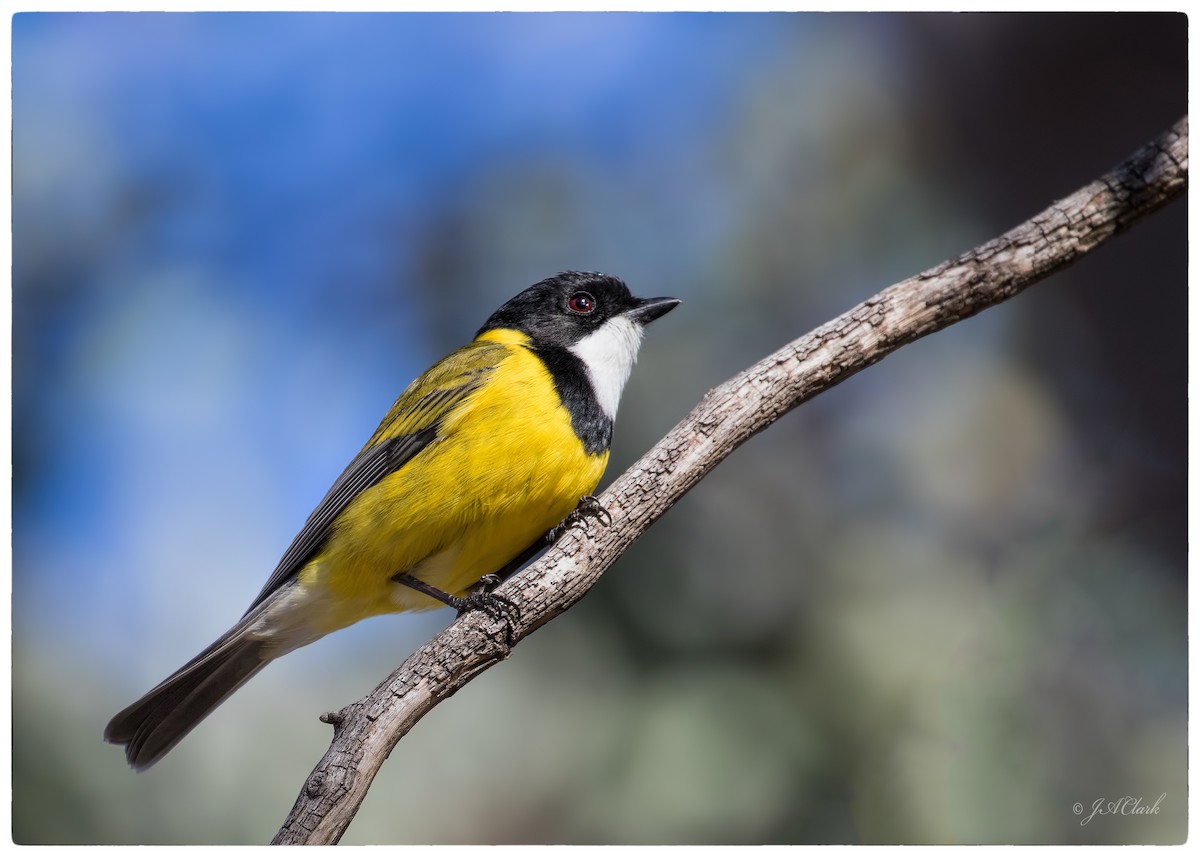 Golden Whistler (Eastern) - ML641638282