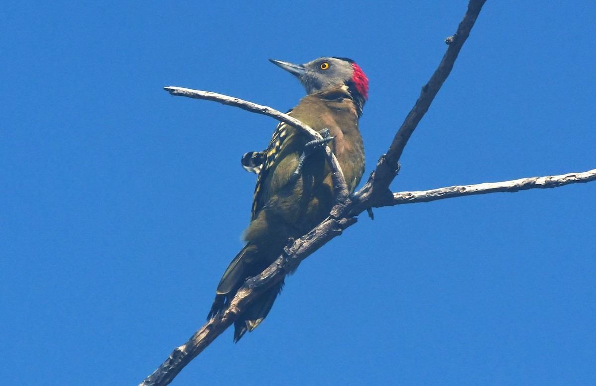 Hispaniolan Woodpecker - ML641638297