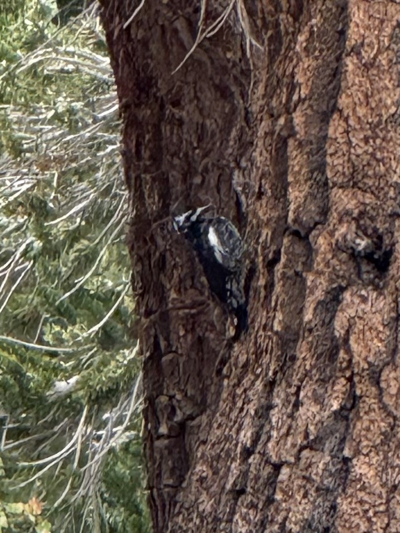 Williamson's Sapsucker - ML641638298