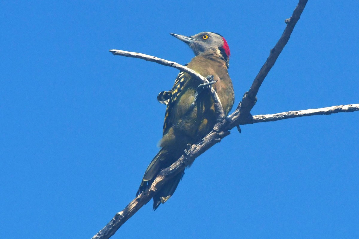 Hispaniolan Woodpecker - ML641638300