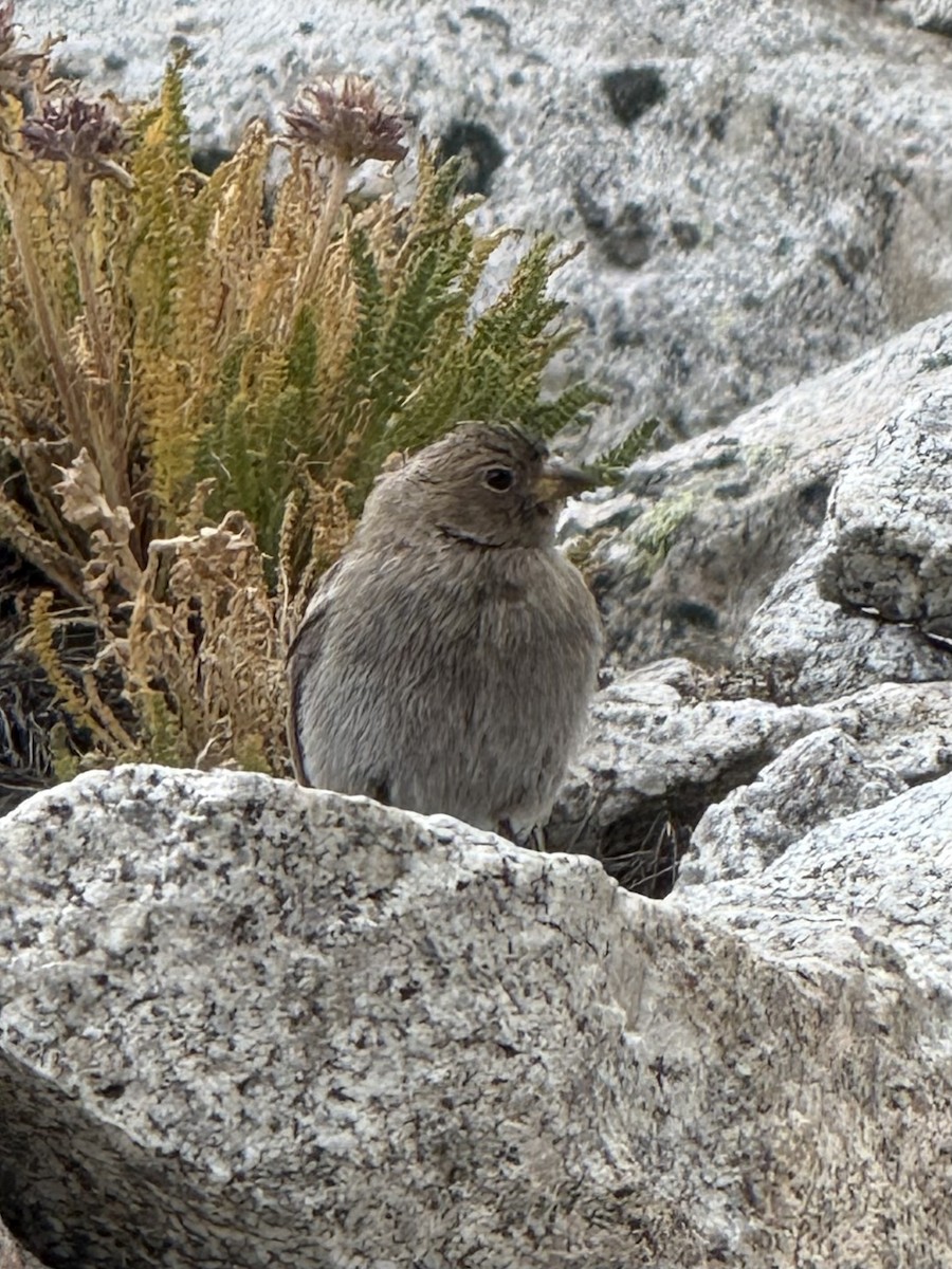 Gray-crowned Rosy-Finch - ML641638304