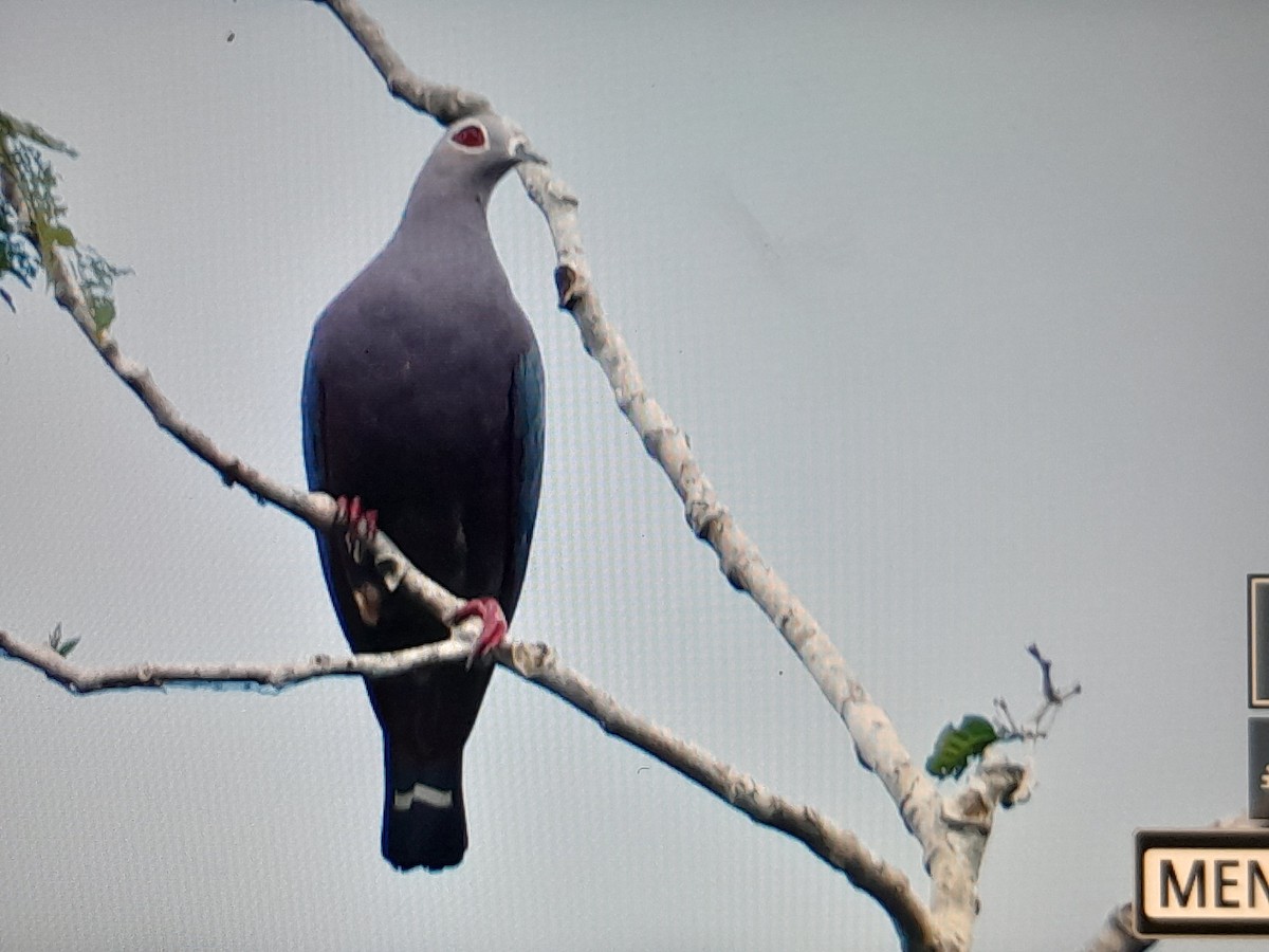 Pinon's Imperial-Pigeon (Gray-headed) - ML641638305