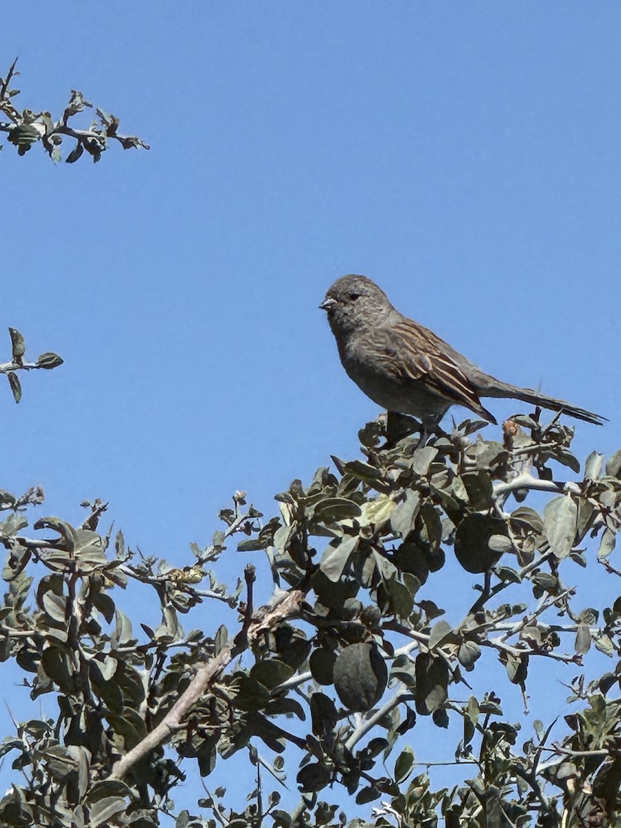 Black-chinned Sparrow - ML641638317