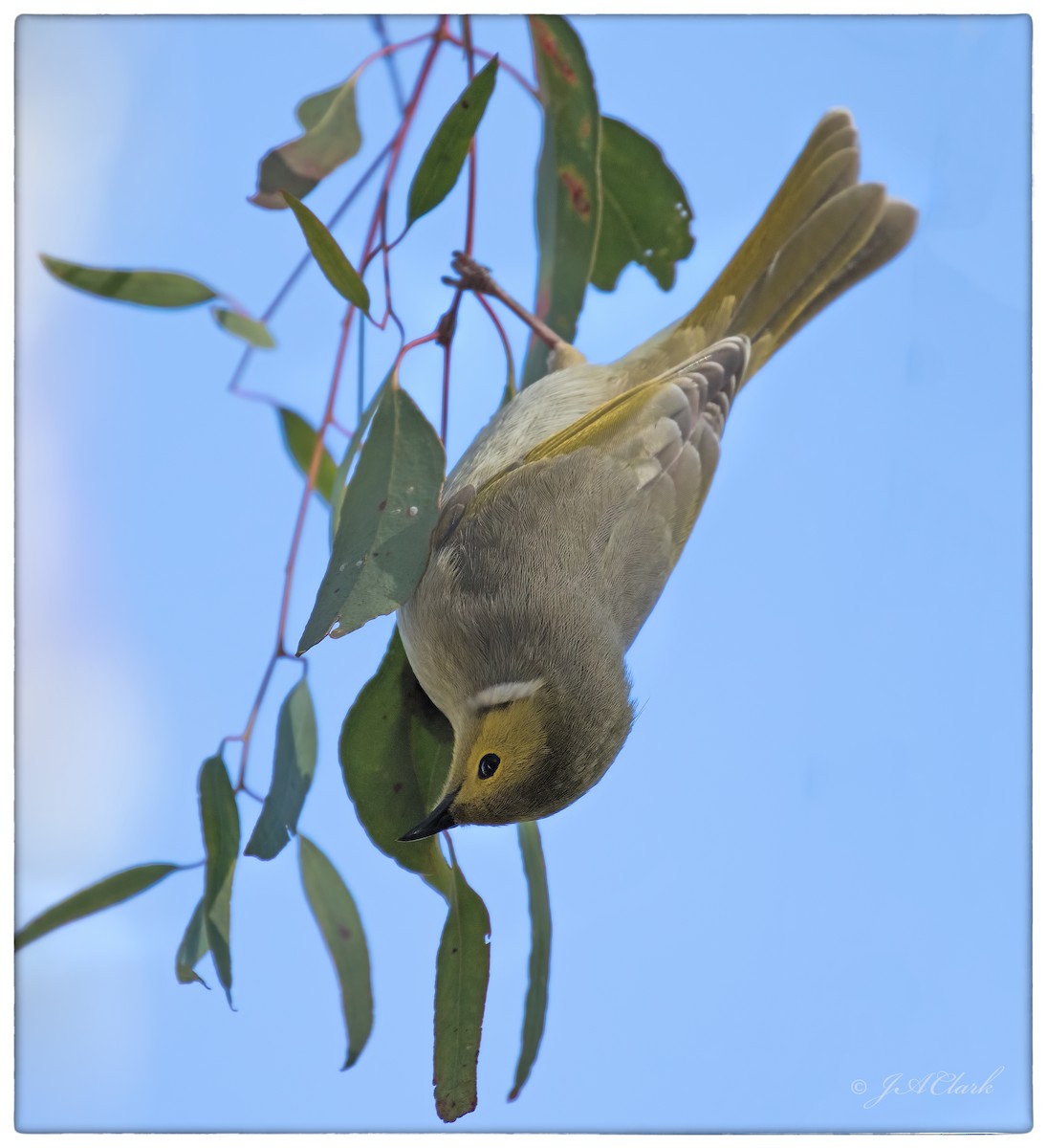 White-plumed Honeyeater - ML641638320