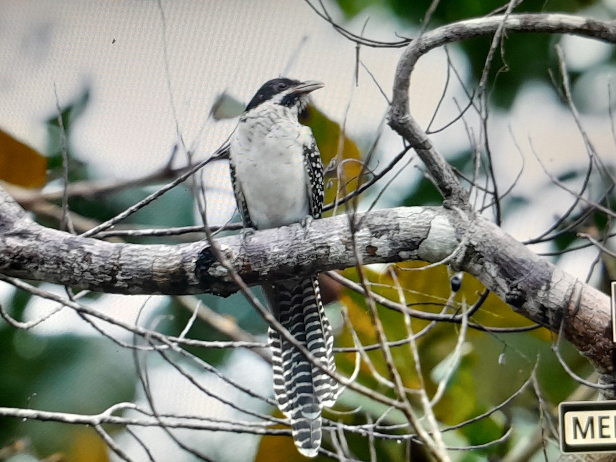 grånebbkoel (cyanocephalus/subcyanocephalus) - ML641638323