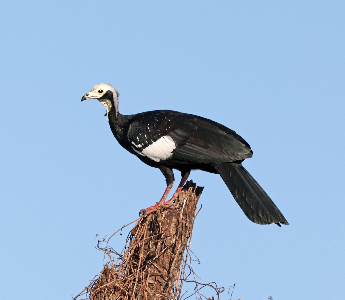 Pava Goliblanca - ML641638336