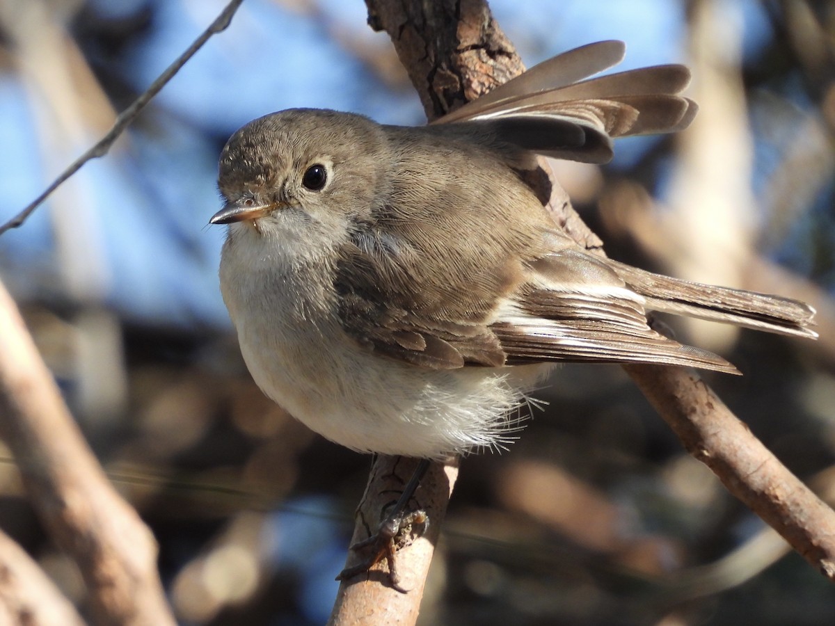 Red-capped Robin - ML641638337
