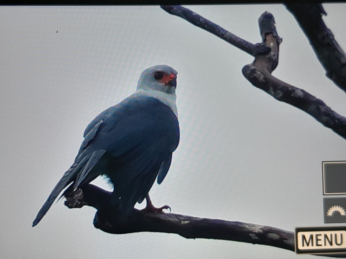 Gray-headed Goshawk - ML641638338