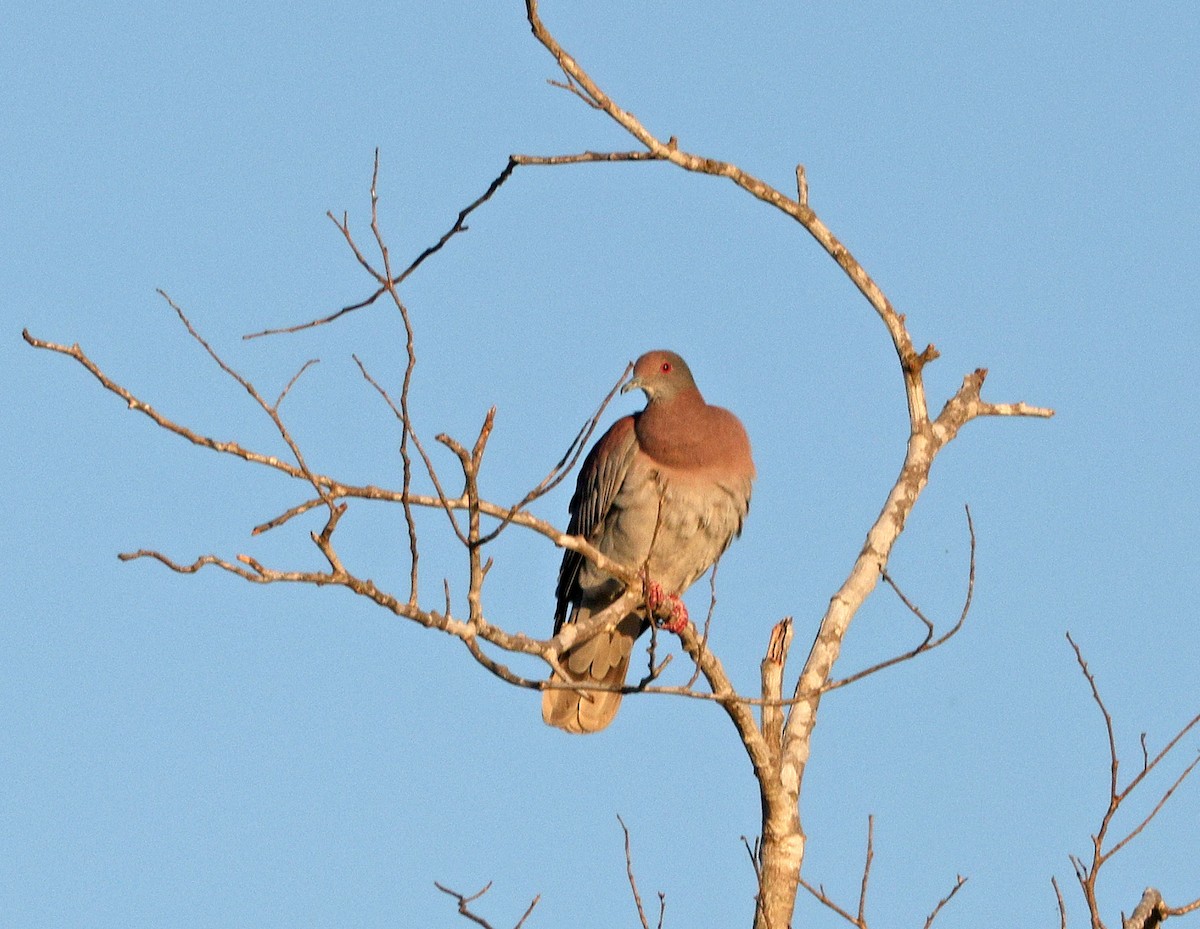Pale-vented Pigeon - ML641638341