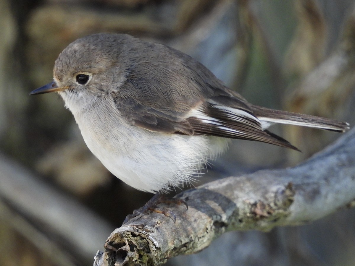 Red-capped Robin - ML641638344