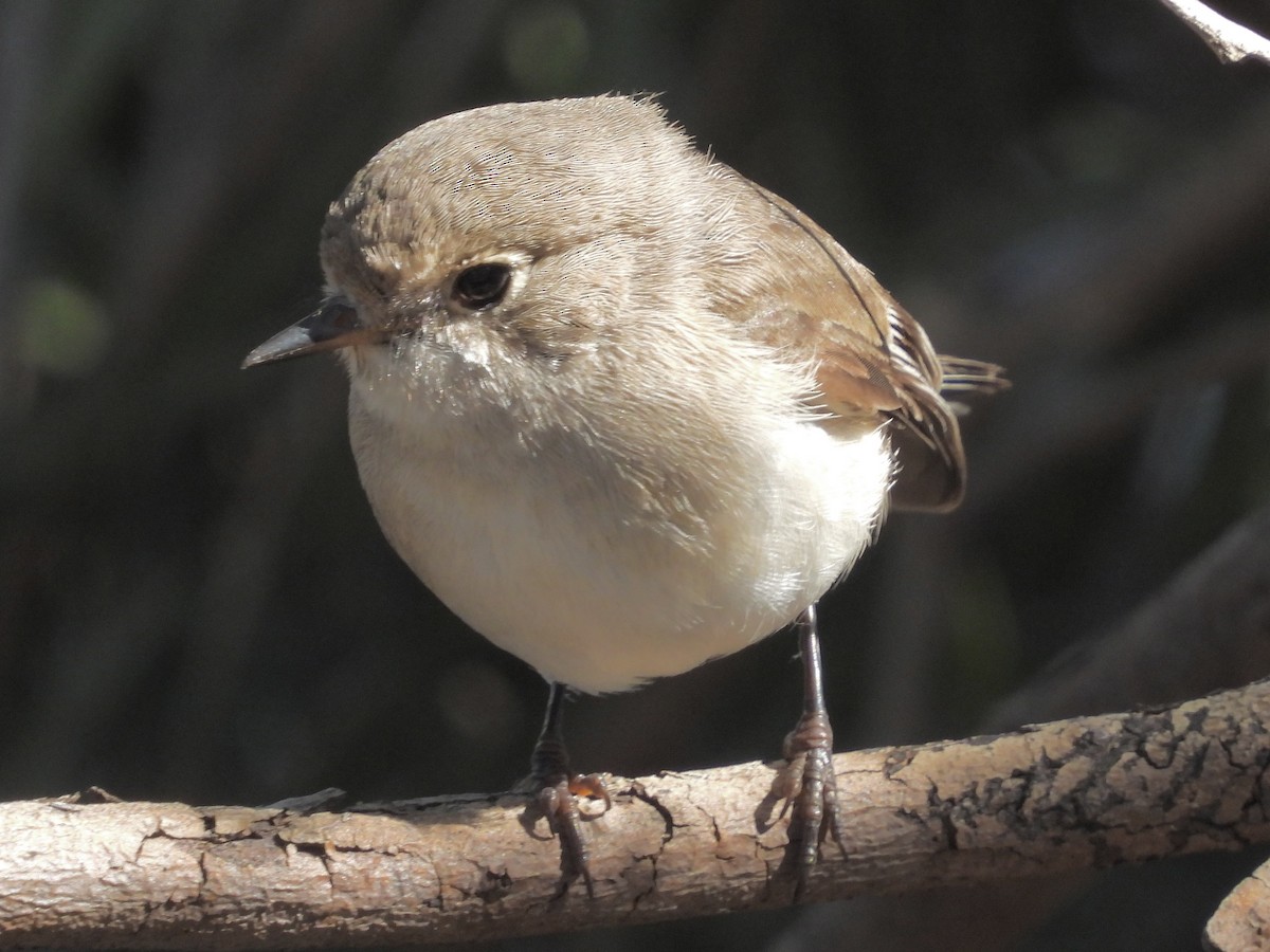 Red-capped Robin - ML641638348