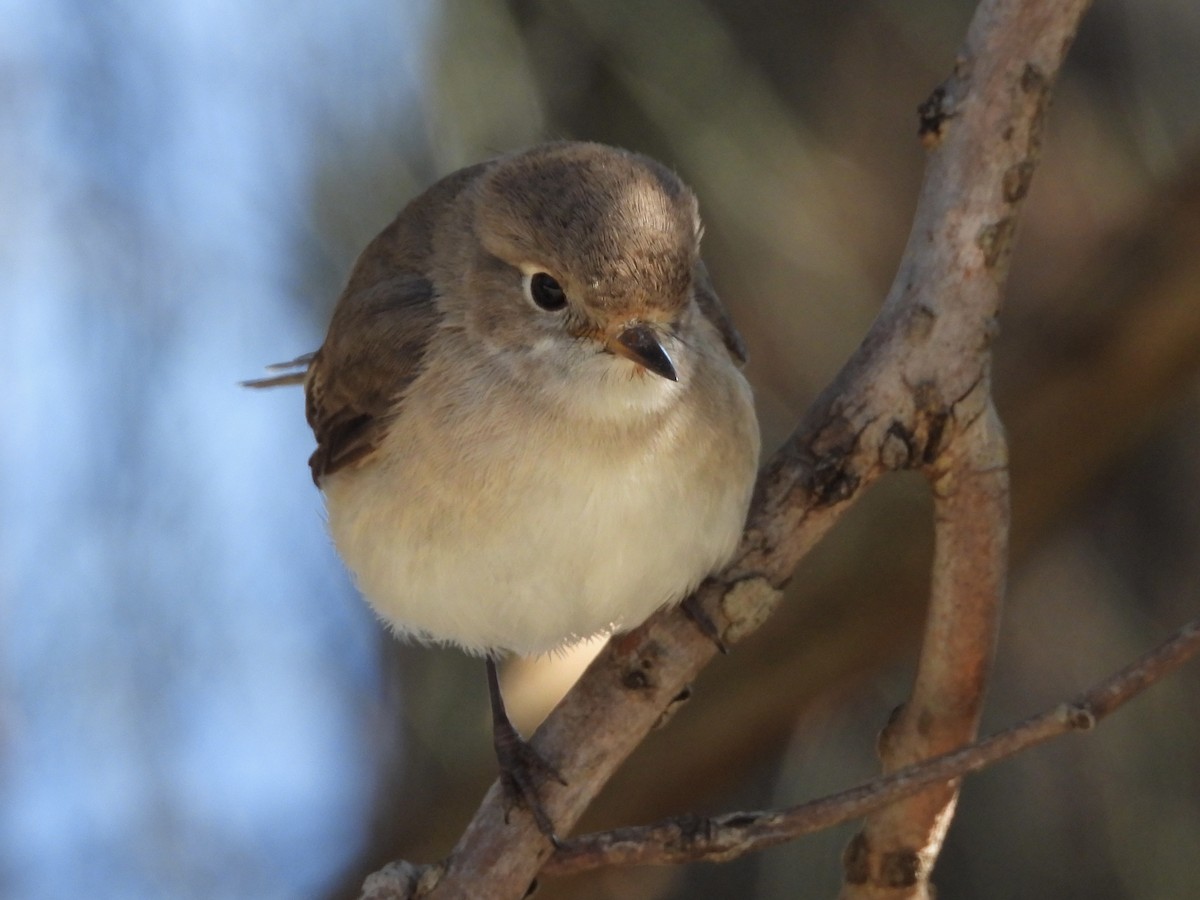 Red-capped Robin - ML641638351