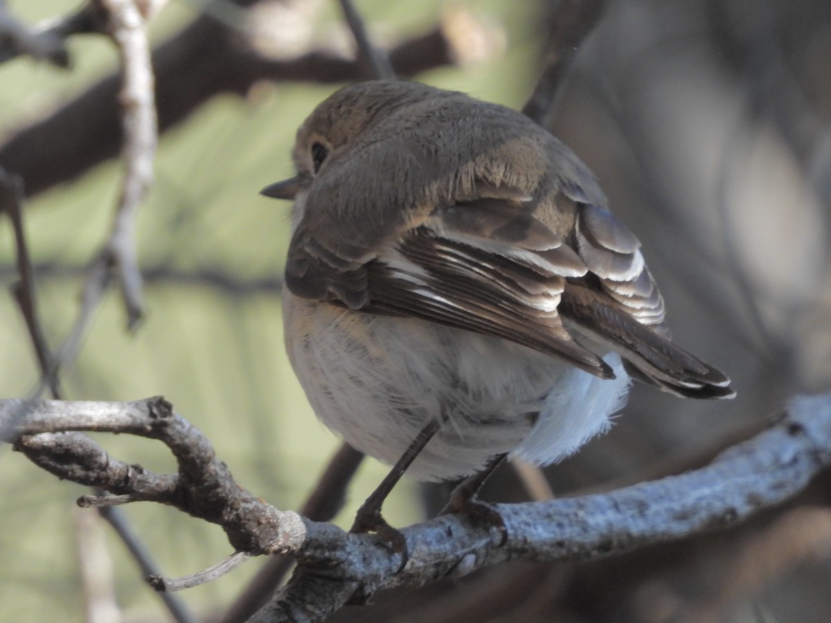 Red-capped Robin - ML641638354