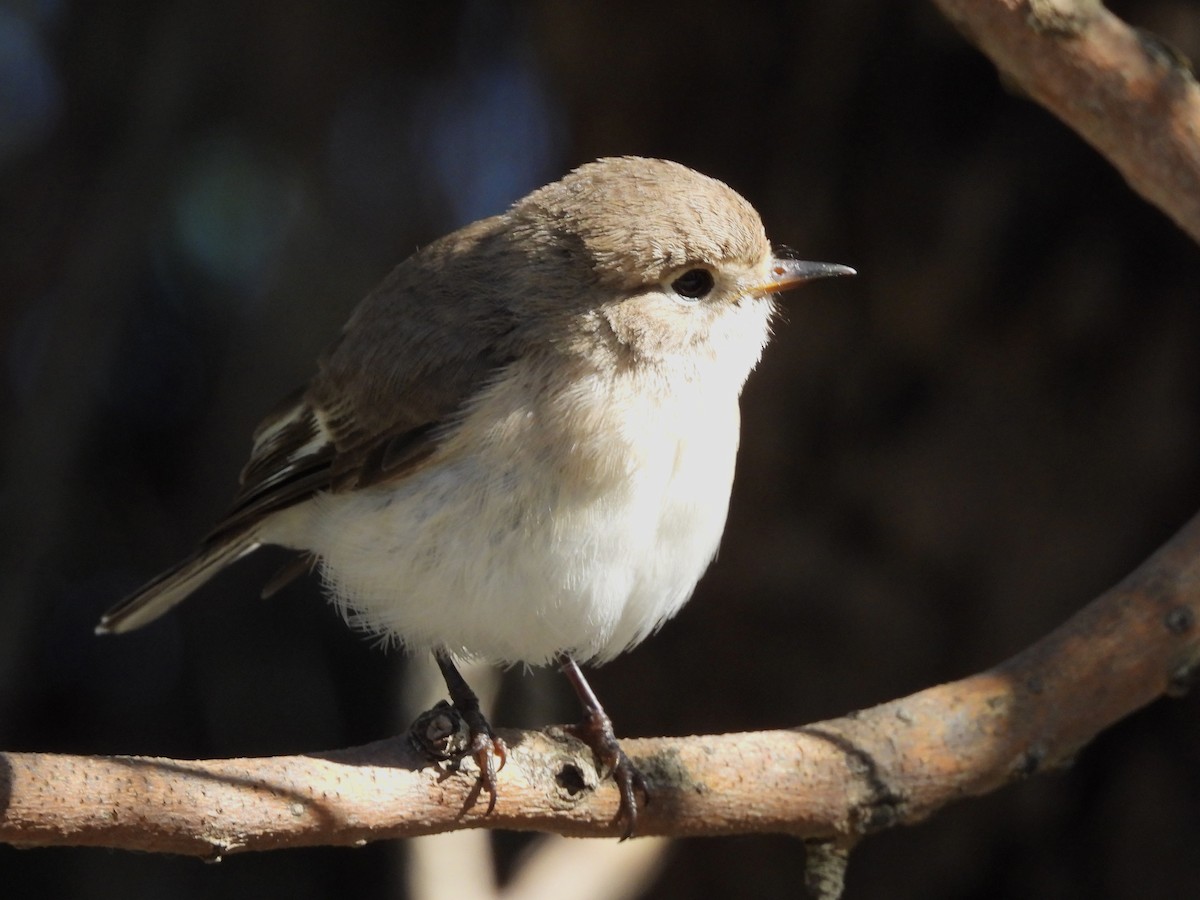 Red-capped Robin - ML641638355