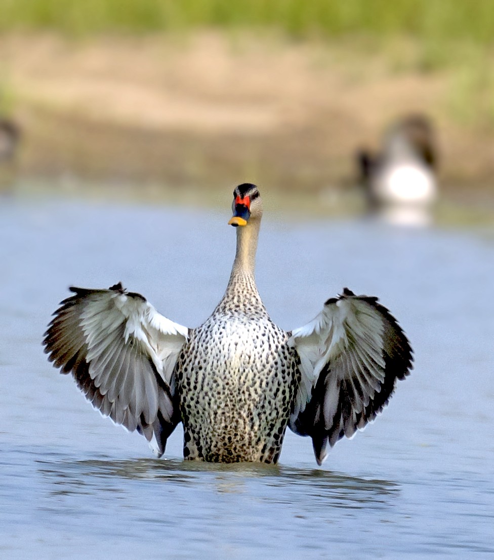 Indian Spot-billed Duck - ML641638388