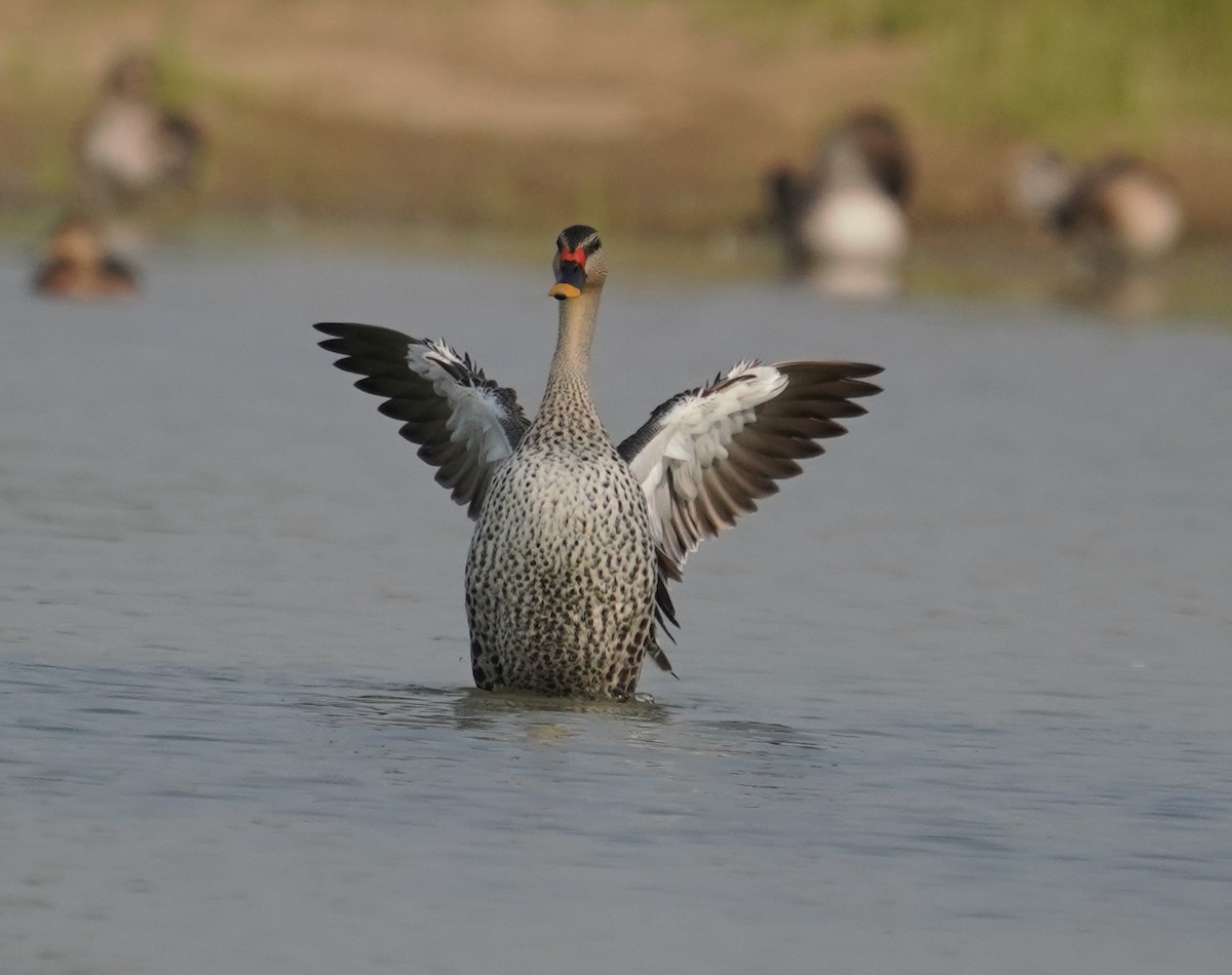 Indian Spot-billed Duck - ML641638394