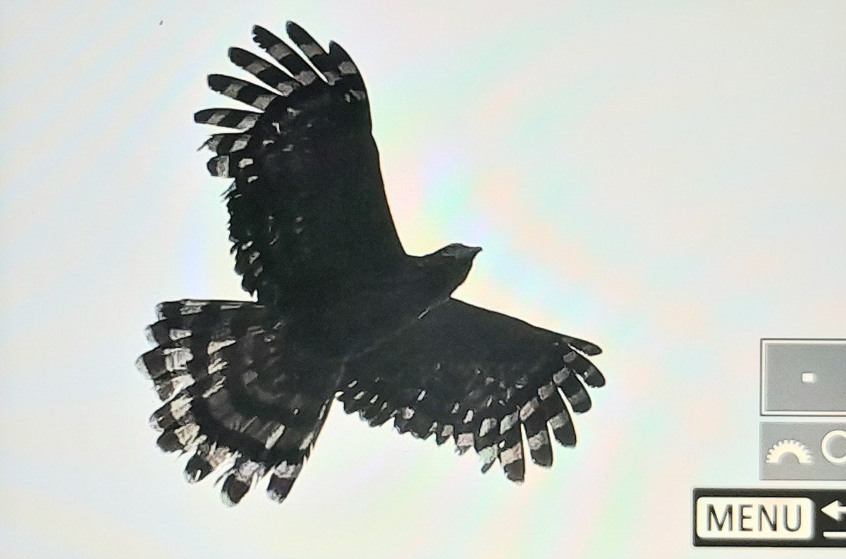 Long-tailed Honey-buzzard - ML641638401