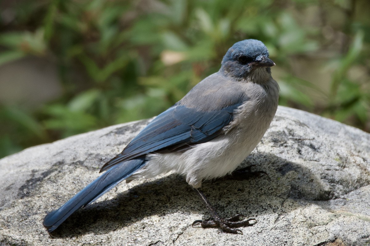 Mexican Jay - ML641638425