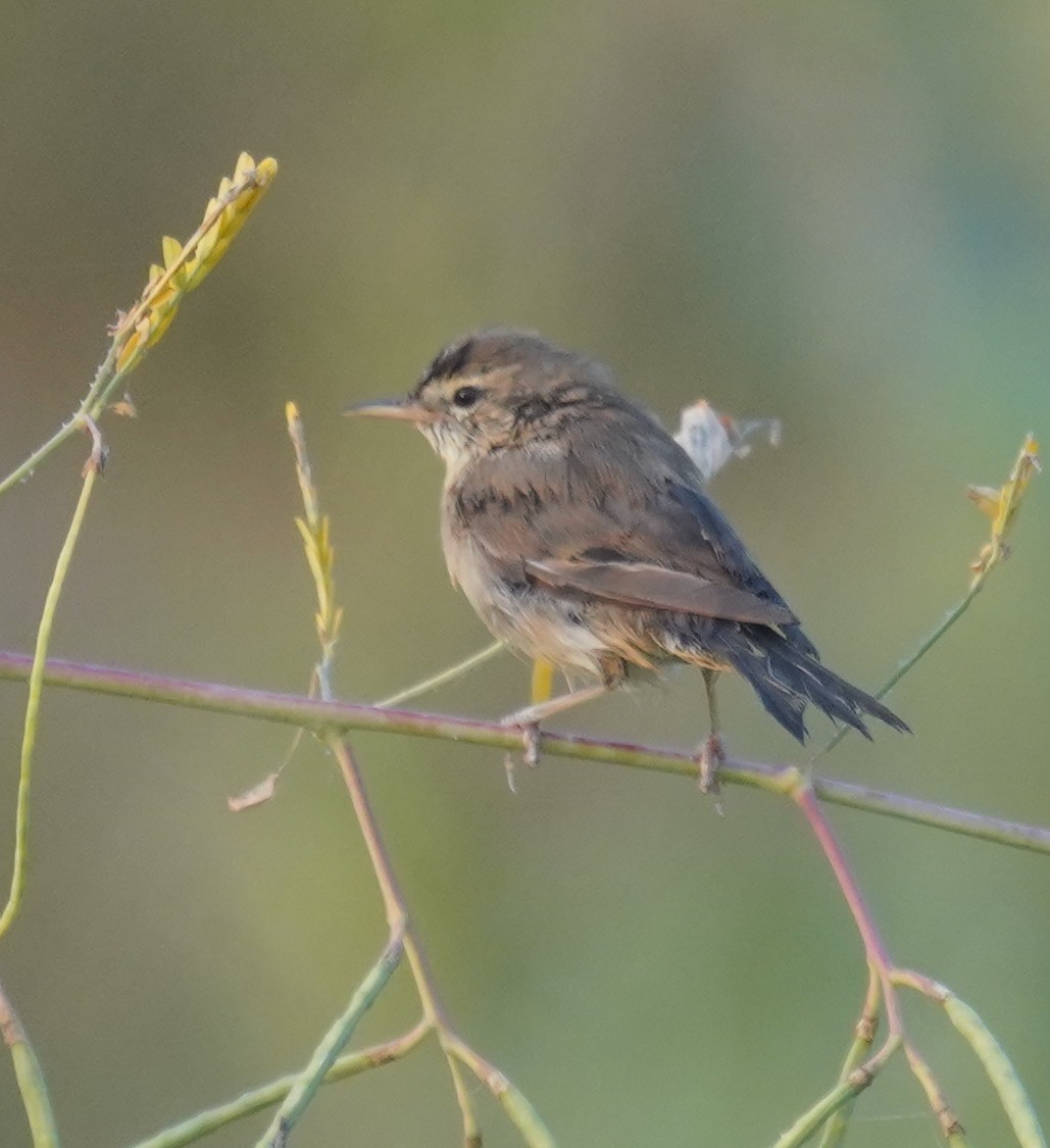 Booted Warbler - ML641638434