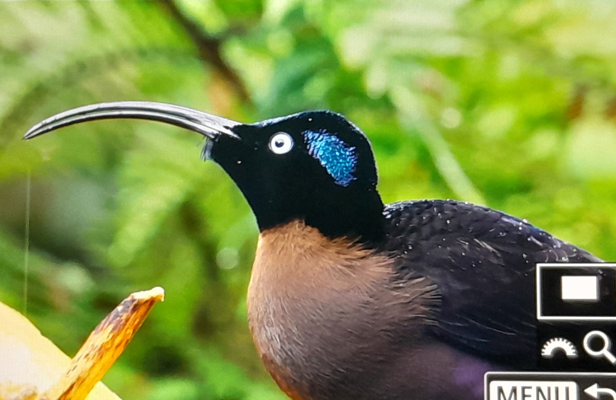 Brown Sicklebill - ML641638435
