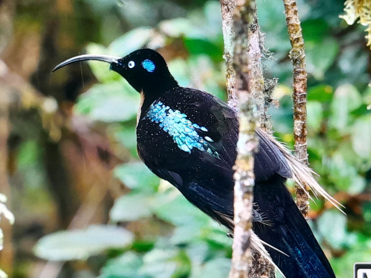 Brown Sicklebill - ML641638440