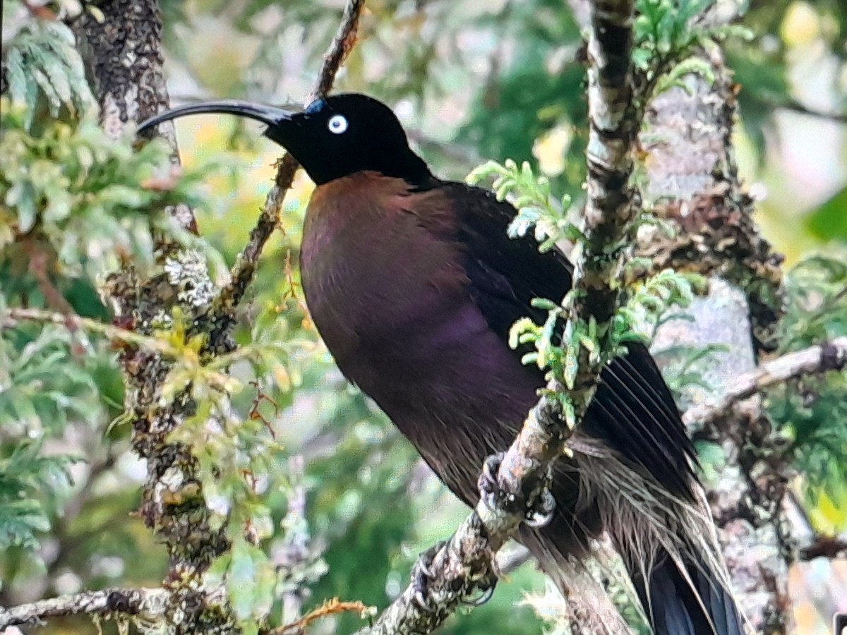 Brown Sicklebill - ML641638445