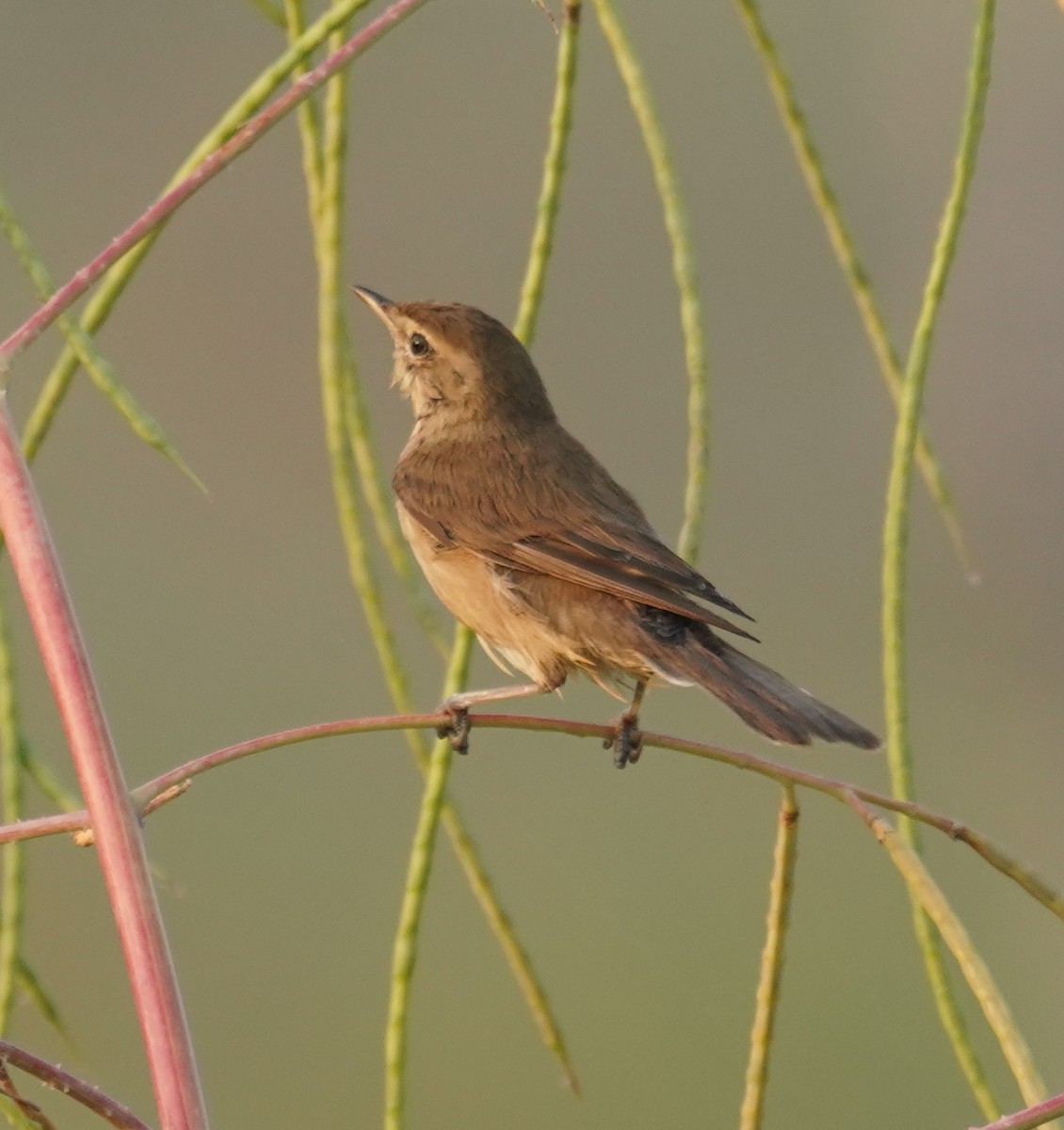 Booted Warbler - ML641638446