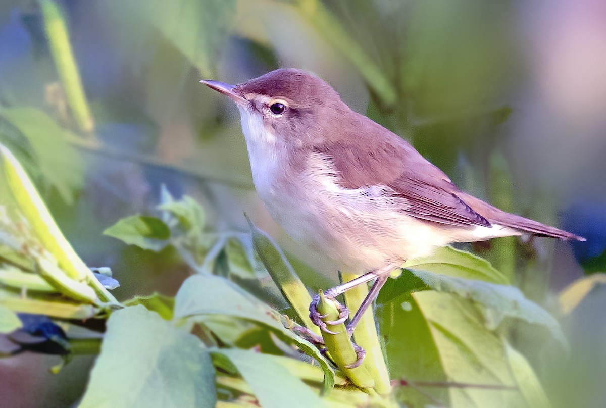 Booted Warbler - ML641638449