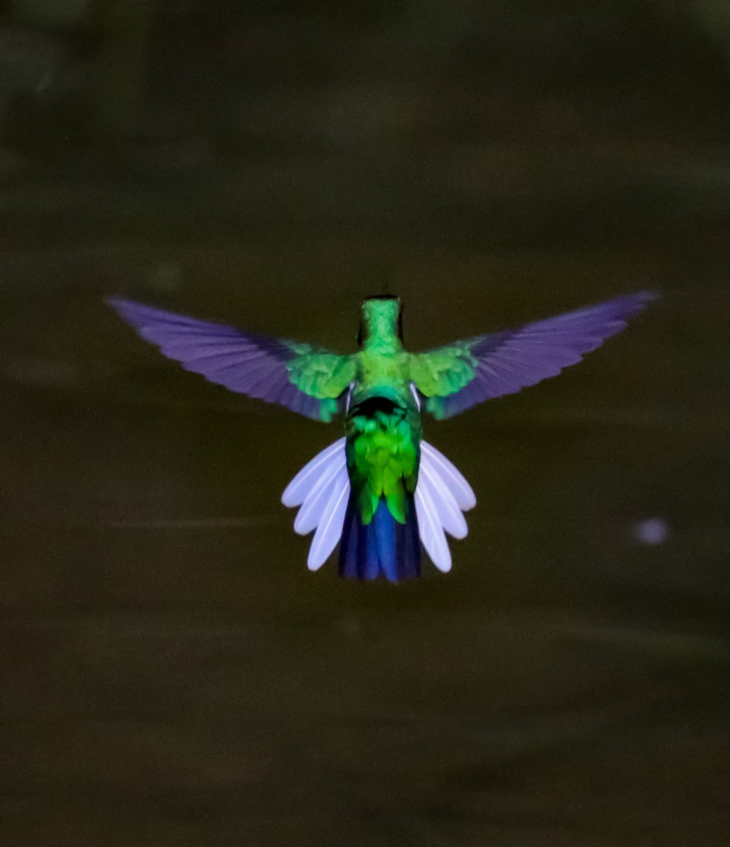 Purple-crowned Fairy - ML641638450
