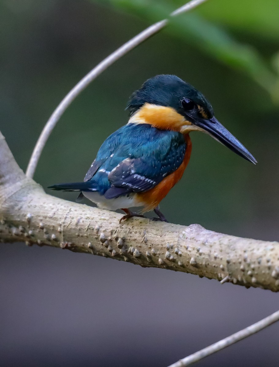 American Pygmy Kingfisher - ML641638460