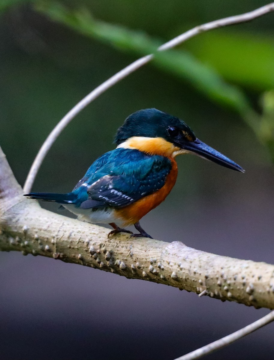 American Pygmy Kingfisher - ML641638461