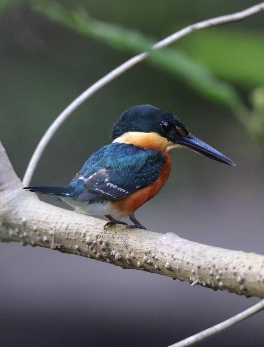 American Pygmy Kingfisher - ML641638463