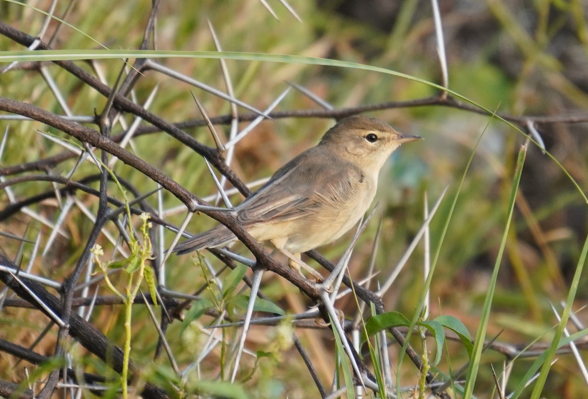 Booted Warbler - ML641638479
