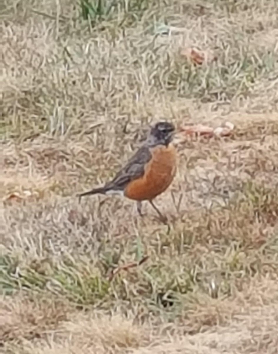 Дрізд мандрівний - ML641638483